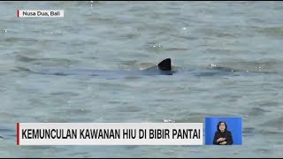 Penampakan Kawanan Hiu di Bibir Pantai Nusa Dua, BAli