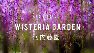 Kawachi Fuji Wisteria Garden | FUKUOKA PREFECTURE | [河内藤園北九州市] JAPAN ON MY EYES 💜🌿💜