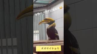 『そんなバナナ!?な鳥いました!!!』東南アジアに生息するオオサイチョウ #shorts