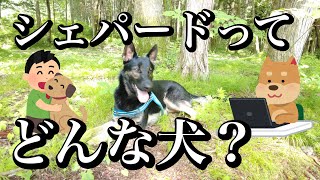 かわいいシェパードとは？どんな犬なのか、大きさや体重、しつけ等をご紹介します。