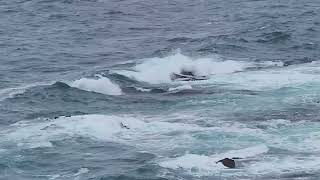 【23 03 26】【自然の音】【雨の日】海辺の岩にぶつかる波