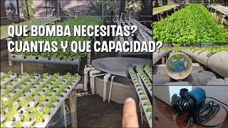 Como cultivar cilantro Hidroponico NFT