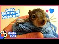 Tiniest Baby Squirrel Moves Into His Hero's Yard | Rescued! | Dodo Kids