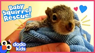 Tiniest Baby Squirrel Moves Into His Hero's Yard | Rescued! | Dodo Kids