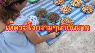 เห็ดระโงกมีแต่ใข่ออกใหม่ๆกำลังงามน่าแกงกินมากๆ