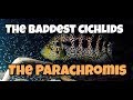 The Baddest Cichlids in the WORLD!  The