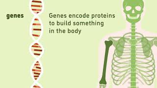What are genes? | Animation | Minute to Understanding | The Jackson Laboratory