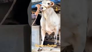 Biggest Ongole bull