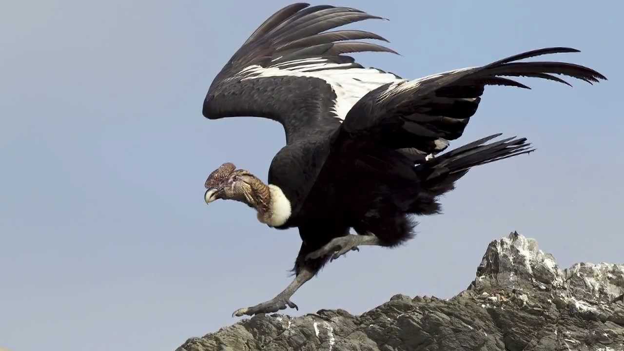Самая крупная птица 5. Андский Кондор. Кондор Южной Америки. Птица Андский Кондор. Андский Кондор птицы Южной Америки.
