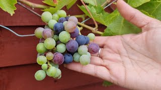 UKniLife - Harvesting Grapes from our Garden # uk grapes harvesting