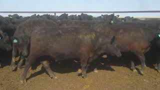 128 YAMMATREE FAMILY TRUST ANGUS STEERS. HGP FREE - AV 387.1KG CURFEWED