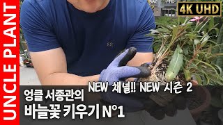 바늘꽃 키우기 🌷 바늘꽃 번식 🌾 바늘꽃 포기나누기 🔎 wildflower care