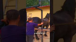 Checking Horse pregnancy inside the horse