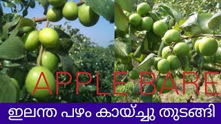 APPLE BARE#ഇലന്ത പഴം#cultivation of fruit bearing plants in pots#green apple#