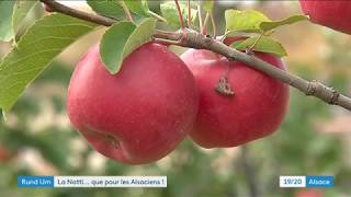 Rund um : La pomme Natti, une Alsacienne à croquer