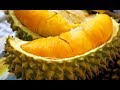 Mantap Makan Durian Musang King di Penang - Malaysia