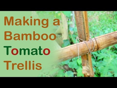 Making a Bamboo Tomato Trellis (Day 21 of 30) Making a Bamboo Tomato Trellis (Day 21 of 30)