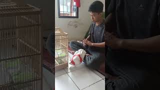 UNBOXING BURUNG JALAK KEBO YANG KITA BELI DI PASAR OPI JAKABARING PALEMBANG