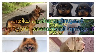 കുറെ വില നല്ല അടിപൊളി പപ്പീസ് വന്നിട്ടുണ്ട് #petsofkerala  #dogmalayalam