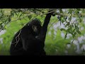 cgtn nature bawangling series episode 1 hainan black crested gibbon