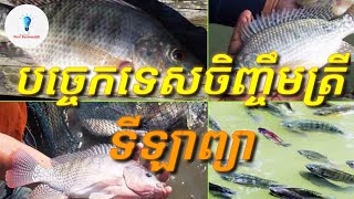 បច្ចេកទេសចិញ្ចឹមត្រីទីឡាព្យា