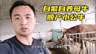 自繁西杂改良母牛，顺产一头公牛犊，毛色怎么回事？是返祖吗？