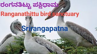 ರಂಗನತಿಟ್ಟು ಪಕ್ಷಿಧಾಮ | Ranganathittu bird sanctuary | Srirangapatna @MilanasfamilyVlogs