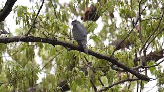 [4K] 野鳥：ツミ 雄／雑木林