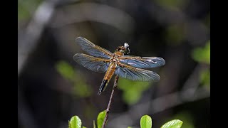 Dragonflies and Damselflies of Ontario