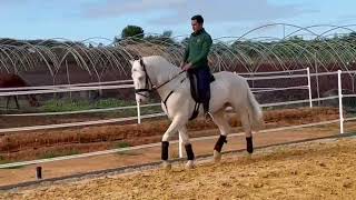 Stunning 16hh Cremello 4yo