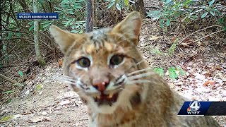 Hendersonville man sets up watering hole, cameras to capture wildlife in backyard