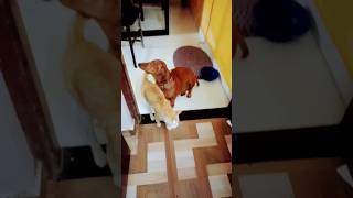 ഇവനാണ് അവൻ #shortsfeed #funnypet #comedy #cat #catvideos #dog #doglover #viralshorts#petlovers