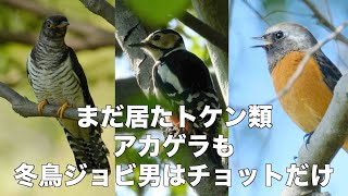 11月1日 水元公園 渡りと冬鳥の7種探鳥