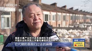 《中国三农报道》 20201229|CCTV农业