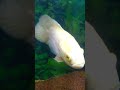 Ikan Oscar Tiger Albino