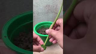 How to propagate gerbera with aloe | Planting Ideas