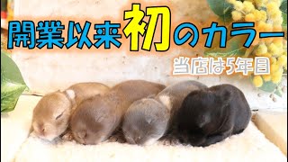 【当店初カラー】激レアのうさぎさん♪