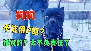 猛犬护卫犬如何选择牵引绳？卡斯罗奥利奥又要当妈啦！