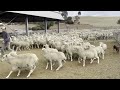 casterton working dog auction 2024 lot 25. fergus jack leonard