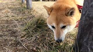 良い気分で散歩する柴犬もも😊