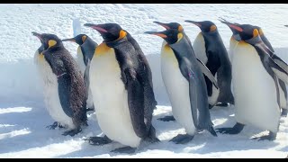 よちよち……テテテテ🐧ペンギンのさんぽ