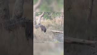 Tiger Vs Gaur's Amazing Flight