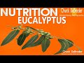 Eucalyptus