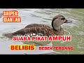 Suara Burung Belibis.. Pikat AMPUh, Manjur | SNIPER Siantar