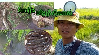 ដាក់បង្កៃចុងទឹក..ប្រើនុយកង្កែបស្រូវត្រីសុីខ្លាំងណាស់បងប្អូន