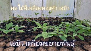 เอบิว เตรียมขยายพันธุ์ ผลไม้สีเหลืองทองคำ