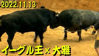 イーグル王ｘ大雅 2022.11.13　【沖縄闘牛】