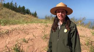 Science in the Park - Spotted Knapweed