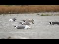 ♪鳥くん野鳥動画（千葉県銚子市）カモメ類水浴び大会近距離20190309jo6a3696