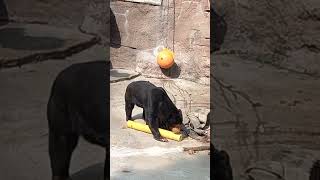 おはようございマーサ　天王寺動物園のマレーグマ　23.3.10  0944